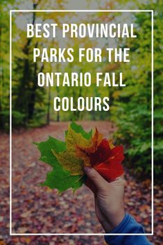 someone holding up a leaf with the words best provincial parks for the ontario fall colours