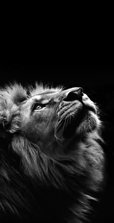 a black and white photo of a lion's head with its eyes closed, looking upward