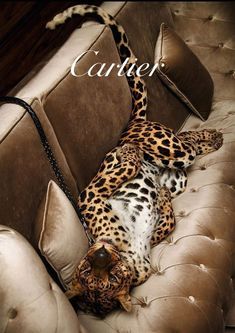 a leopard laying on top of a couch next to pillows and a pillow with the word carrier written above it