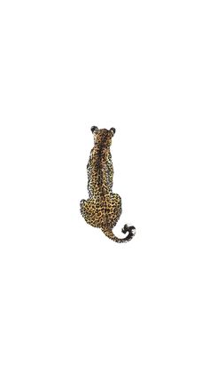 a cheetah sitting on its hind legs in the air