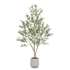 an olive tree in a pot on a white background