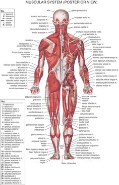 Muscles Female Back Muscles, The Muscular System, Muscle Diagram, Muscle System, Human Body Organs, Body Diagram