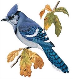 a blue bird sitting on top of a tree branch next to leaves and acorn