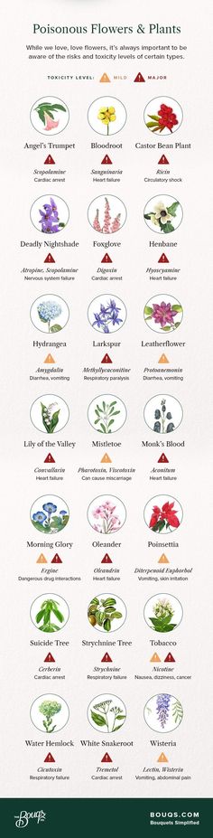 a poster with different types of flowers and plants on it's sides, including the names