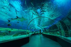 people are walking through an underwater tunnel with sharks and other fish in the water below