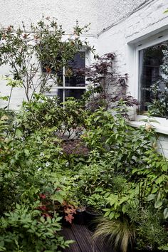 an assortment of plants in front of a window with a wooden floor and white walls