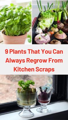 plants that you can always regrow from kitchen scraps are easy to grow in the window sill