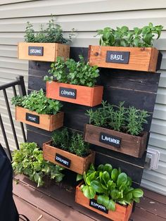 an outdoor herb garden with herbs in wooden boxes