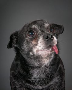 a black and white dog sticking its tongue out