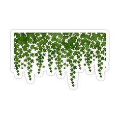 green ivy leaves on white background sticker