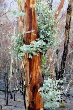 a tree that has some plants growing on it