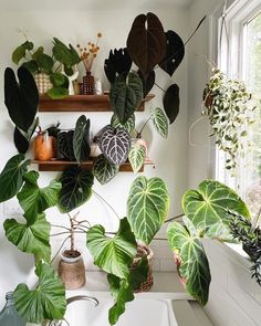 Elevate your bathroom by bringing in plants from your living room. Infuse jungle vibes into your space for a refreshing start to every day!   📷: amandaraewright on IG Bathroom Plant, Anthurium Plant, Plant Room, Jungle Vibes, Bathroom Plants, Plant Tree, Plants Indoor, Greenhouse Gardening