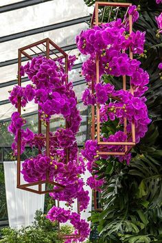 purple flowers hanging from the ceiling in a greenhouse