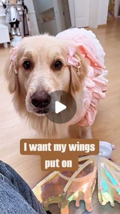 a dog wearing a pink dress standing on top of a wooden floor next to a persons leg