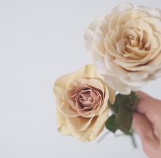 two white roses being held by someone's hand with one flower in the foreground