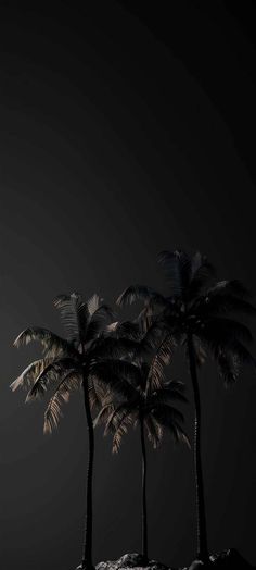 three palm trees are standing in the dark