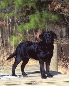 a large black dog standing on top of a wooden platform in front of some trees