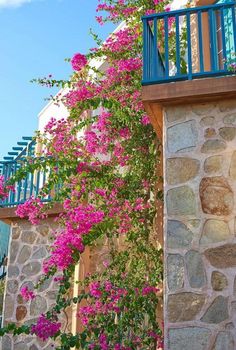 pink flowers are growing on the side of a stone building with blue balconies