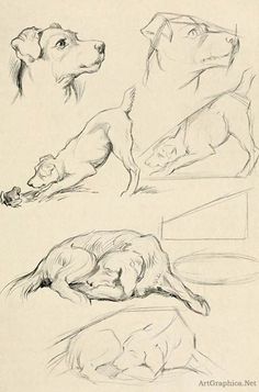 three drawings of dogs laying down and lying down on the ground with their heads turned to one side