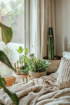 some plants are sitting on a bed in front of a window with a blanket over it