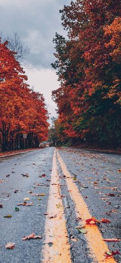 an empty road surrounded by trees with leaves on the ground and fallen leaves all over it