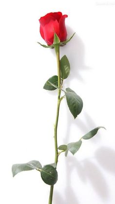 a single red rose on a white background