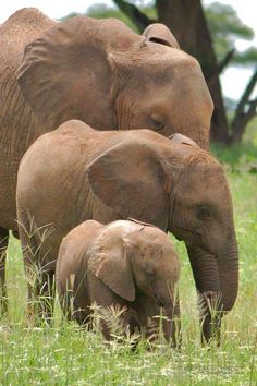 two adult elephants and a baby elephant standing in the grass