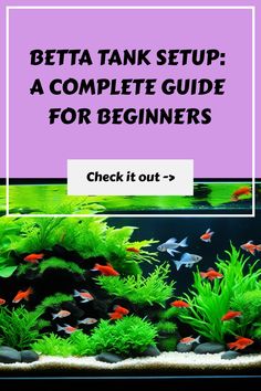 Betta fish tank with colorful fish and lush plants. Text overlay: "Betta Tank Setup: A Complete Guide for Beginners. Check it out." How To Set Up A Betta Fish Tank, Betta Fish Decor, Betta Fish Tank Mates, Betta Fish Bowl