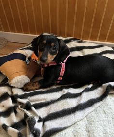 a small black and brown dog laying on top of a blanket