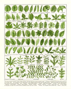 an illustration of different types of leaves