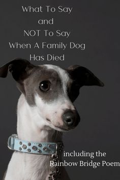 It's hard to know what to say (and NOT what to say) when someone you know loses a beloved pet. All animal lovers will understand that the grief experienced is incredibly raw. Find out how to help, comfort and soothe this painful time The Love Of A Dog Quotes, Dog Died Quotes Thoughts, Condolences For Pets Dogs, Prayers For Dogs Passing, Prayer For Pet Passing, When A Dog Dies Quotes, Prayer For Dog Passing, Run Free In Heaven Dog Quotes, What To Say When Someone Loses A Pet