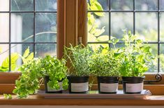 four potted plants sitting on top of a window sill