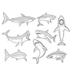 several different types of sharks are shown in this drawing