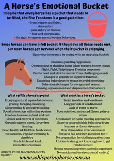 a horse's emotion bucket is an important tool for horses