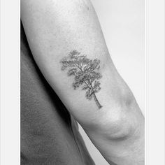 a black and white photo of a tree on the arm