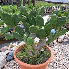 a cactus in a pot on the ground