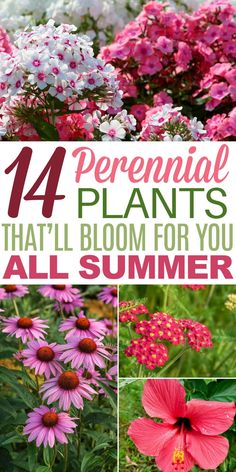 Kansas Gardening, Perineal Flowers, Foundation Plants, Traeger Cooking, Cottage Gardening, Blooming Perennials, Lamps Diy, Mailbox Landscaping, Long Blooming Perennials