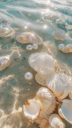 many shells are on the sand near the water's edge, and one is in the ocean