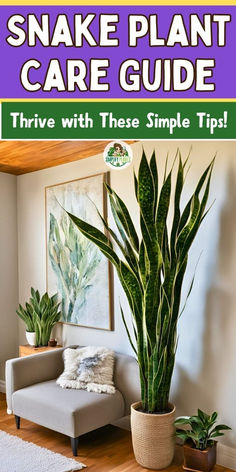 snake plant care guide with text overlay