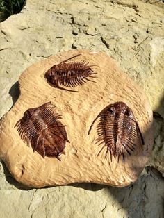 three trilops on a rock with grass in the background