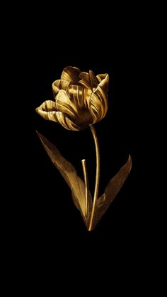 a golden tulip is shown against a black background