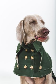 a dog wearing a green coat with gold buttons on it's collar and nose