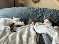 three cats laying on top of a blue couch under a white blanket and some pillows