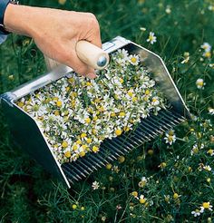 a person holding a grater full of yellow and white daisies in the grass