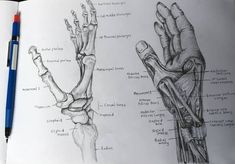 an open book with two drawings of hands and wrist bones