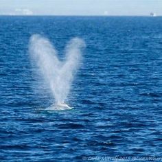 a white whale spouting out of the water