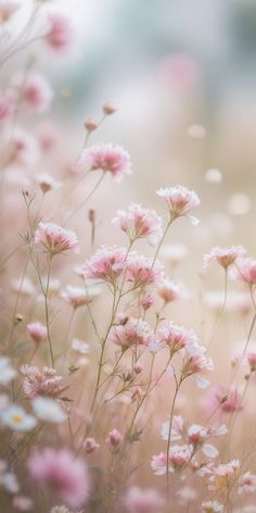 pink and white flowers are in the foreground, with blurry light behind them