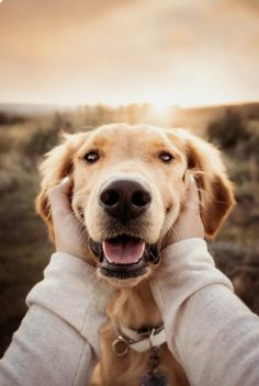 a golden retriever is being held by someone's hands with the sun setting in the background