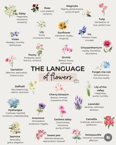 Wildflowers And Their Meanings, Different Flowers And Their Meanings, Flower Meanings Chart, Flowers And Meanings, Flowers Meanings, Flowers Language, Meaningful Flowers, Flowers And Their Meanings, Flower Symbolism