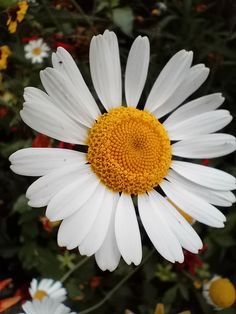 a white and yellow flower surrounded by other flowers